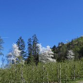 bluehende kirschbaeume kirschbaum fruehling unteres passeiertal