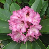 bs Rhododendron
