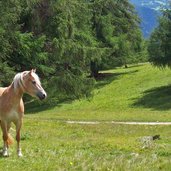haflinger