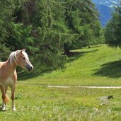 haflinger