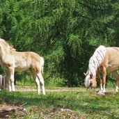 haflinger