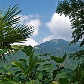 dorf tirol wein palme feige hochmut mutspitze