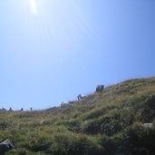 Laugenspitze