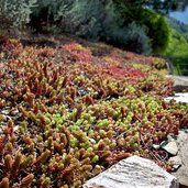 meran tappeiner weg sedum steingarten