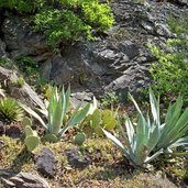 meran tappeiner weg kaktus kakteen agaven sukkulenten