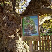 plaus baum naturerbe eschenahorn