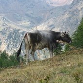 Rueckweg Fiecht Alm