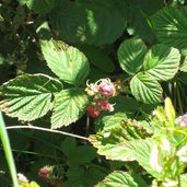 Fragsburger Wasserfall Himbeeren