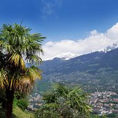 palmen ifinger schnee meran ab marling