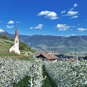 algund oberplars st ulrich kirche apfelbluete