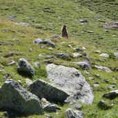 murmeltier nationalpark Stilserjoch