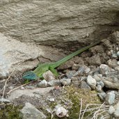 smaragdeidechse naturpark texelgruppe