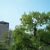 dorf tirol schloss tirol