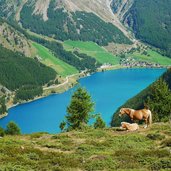 blick auf vernagtsee vernagter stausee haflinger pferde