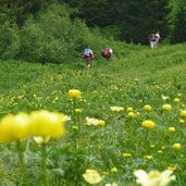 blumenwiese bei malga castrin hofmahdjoch proveis deutschnonsberg wanderer