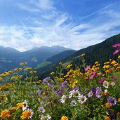 ultental hinter blumen