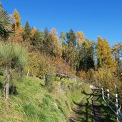 riffianer waalweg herbst palme