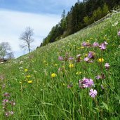 weg a moerre schweinsteg blumenwiesen bei stauden hoefe fruehling