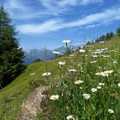 mahdalm blumenwiese margariten