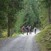 almweg ulfaseralm forststrasse wanderer