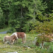 b haflinger pferde bei uflas