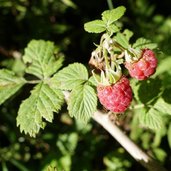 RS Almen Forststrasse Himbeeren