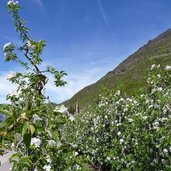 burgstall kirche obstbluete