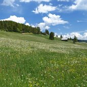 voeran leadner alm wiesen