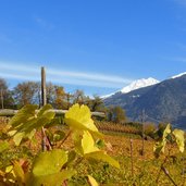 herbst bei lana weinreben und blick auf ifinger