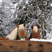 pferde im winter schnee