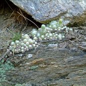 schluderns sonnenberg flora