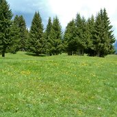 vigiljoch wald und wiesen