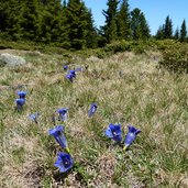 naturnser alm enzian in fruehlingswiese