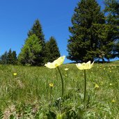 anemonen auf wiese bei vigiljoch