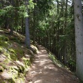 taser hoehenweg wald