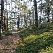 waldweg tisens vorbichl