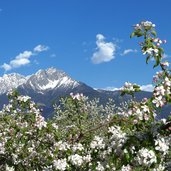 partschins fruehling apfelbluete ifinger mit schnee