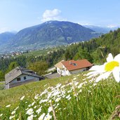 wiese oberhalb von kuens