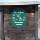 prissian schloss katzenzungen schild groesste weinrebe europas