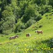 seiser alm pferde haflinger