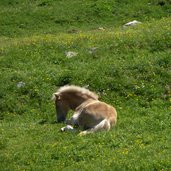 seiser alm pferde haflinger