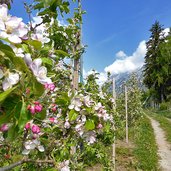 zugang zum kuenser waalweg apfelbluete