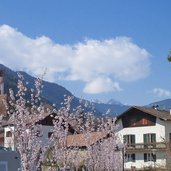 tisens und obstbluete tesimo
