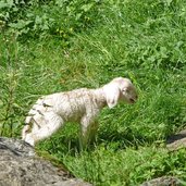 neugeborenes lamm schaf bei longfall haus