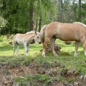 voelser aicha haflinger pferde fohlen