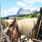 seiser alm haflinger kutsche fahren