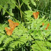 st felix wasserfallweg schmetterlinge gattung kaisermantel farfalle