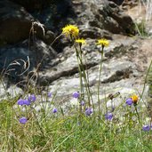 bergblumen am meraner hoehenweg