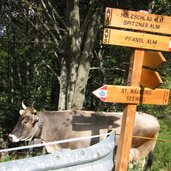 Schild Pfandl Spitzner Alm