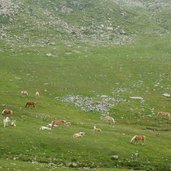 landschaft am weg hoehenweg brezner alm haflinger pferde